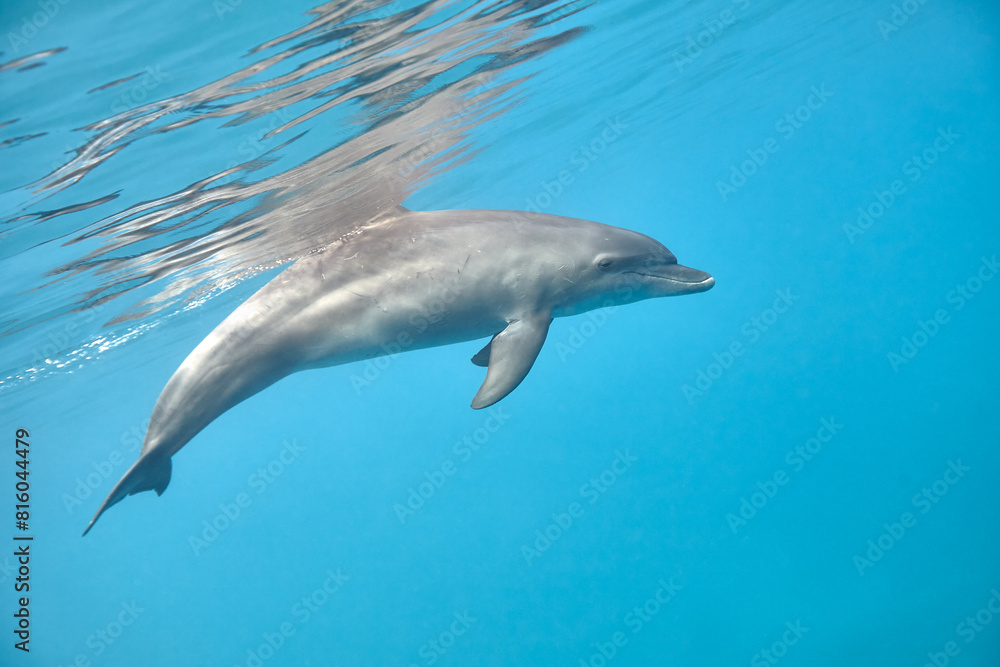 Fototapeta premium Common bottlenose dolphin tursiops truncatus underwater