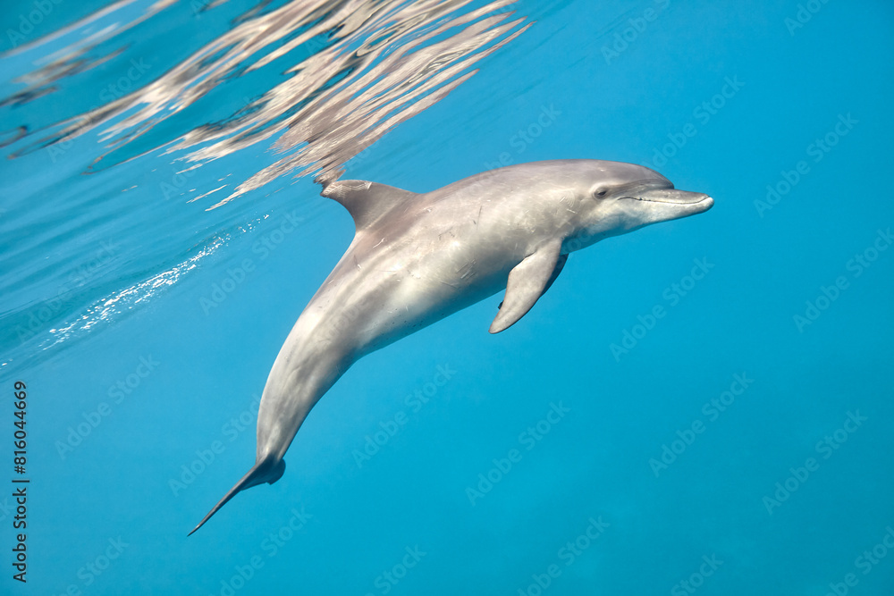 Common bottlenose dolphin tursiops truncatus underwater