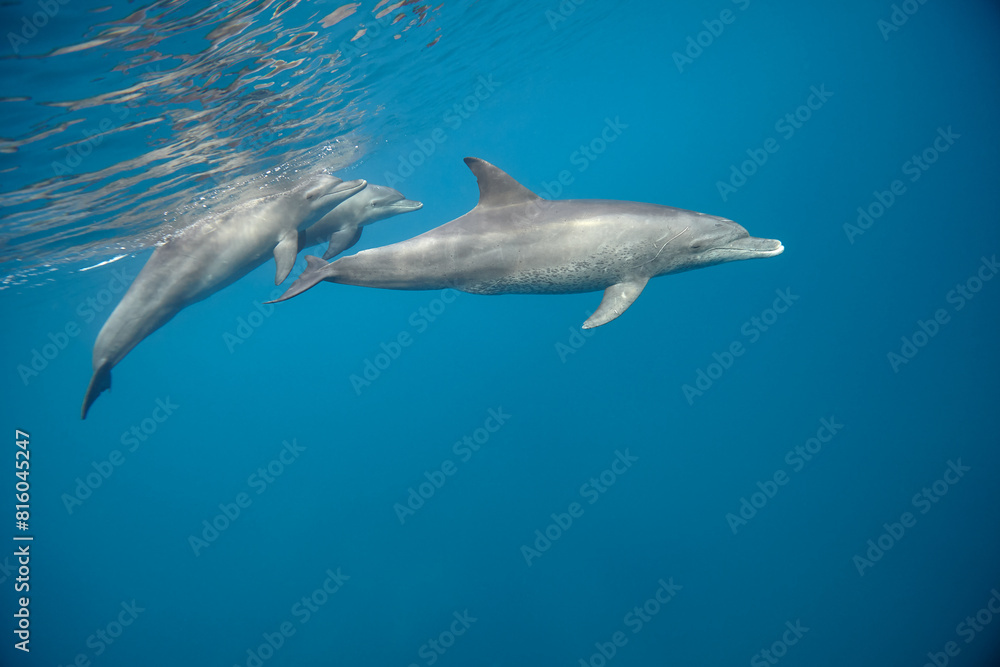 Common bottlenose dolphin tursiops truncatus underwater Common bottlenose dolphin tursiops truncatus underwater