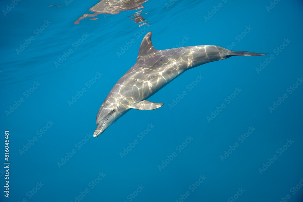 Common bottlenose dolphin tursiops truncatus underwater