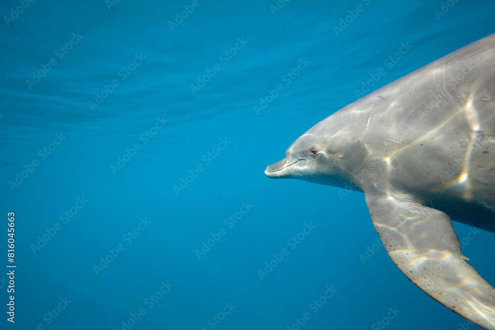 Fototapeta premium Common bottlenose dolphin tursiops truncatus underwater
