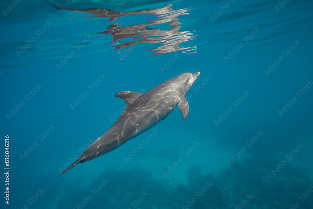 Fototapeta premium Common bottlenose dolphin tursiops truncatus underwater