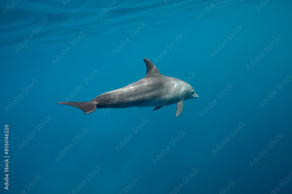 Fototapeta premium Common bottlenose dolphin tursiops truncatus underwater