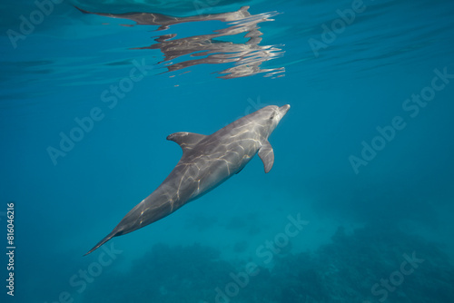 Common bottlenose dolphin tursiops truncatus underwater