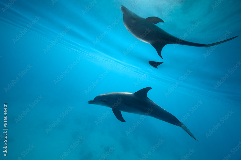 Fototapeta premium Common bottlenose dolphin tursiops truncatus underwater