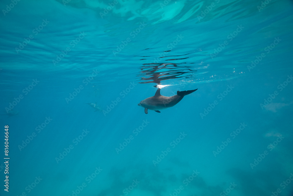 Obraz premium Common bottlenose dolphin tursiops truncatus underwater