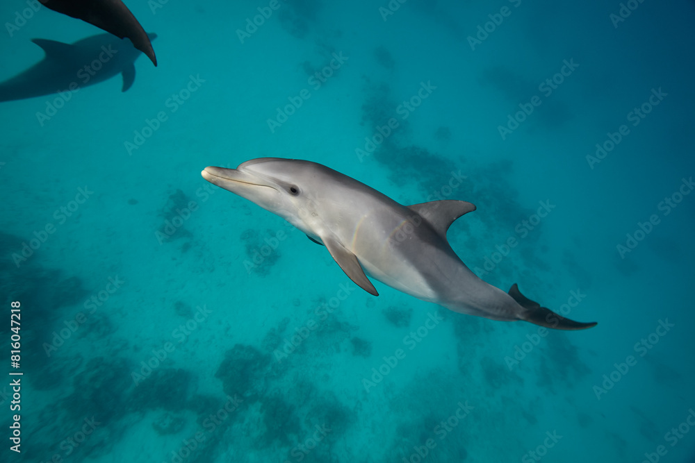 Common bottlenose dolphin tursiops truncatus underwater Common bottlenose dolphin tursiops truncatus underwater