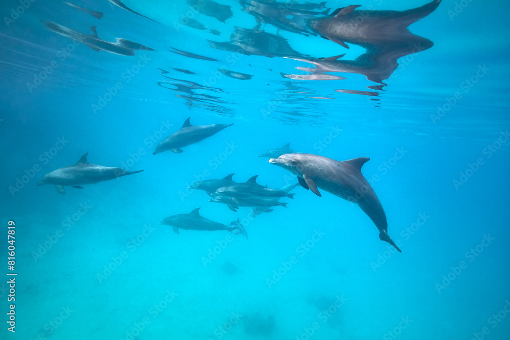 Obraz premium Common bottlenose dolphin tursiops truncatus underwater