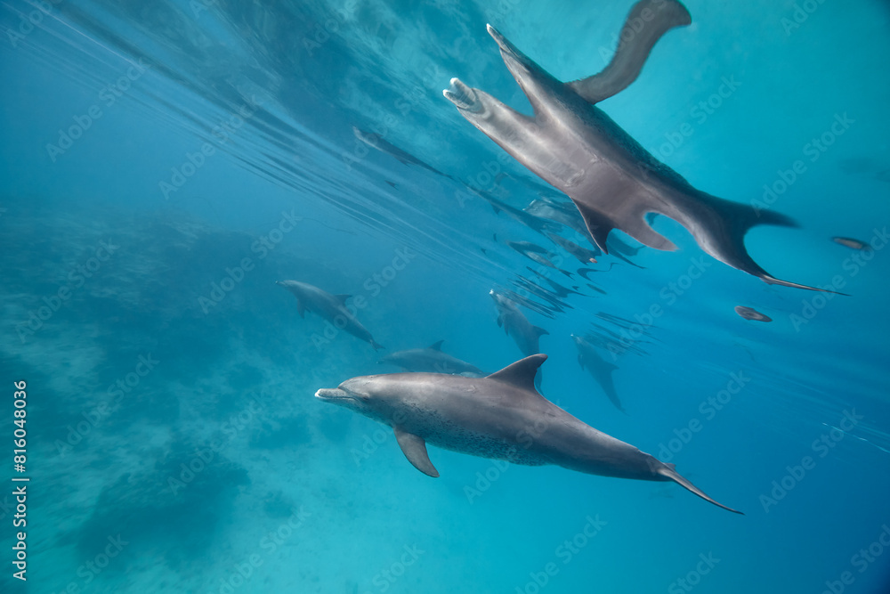 Naklejka premium Common bottlenose dolphin tursiops truncatus underwater