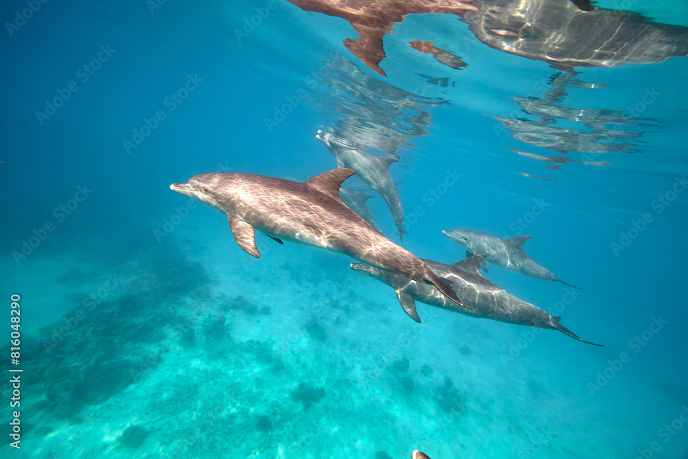 Fototapeta premium Common bottlenose dolphin tursiops truncatus underwater