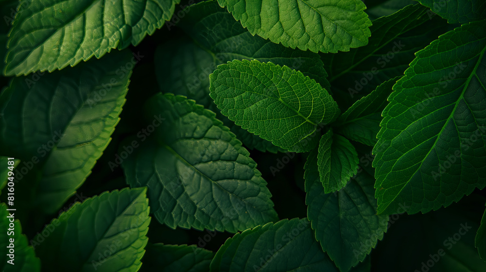 Green leaves close up