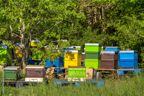 Colorful beehives line the forest edge. An idyllic scene of beekeeping. Explore nature and bee products nearby.