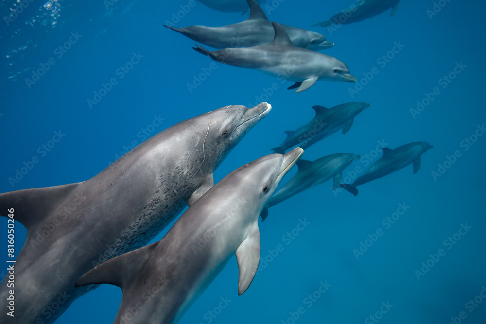 Common bottlenose dolphin tursiops truncatus underwater Common bottlenose dolphin tursiops truncatus underwater