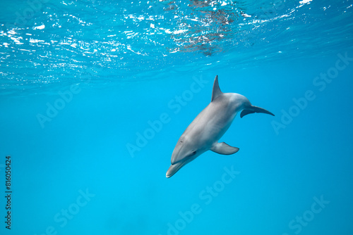 Common bottlenose dolphin tursiops truncatus underwater