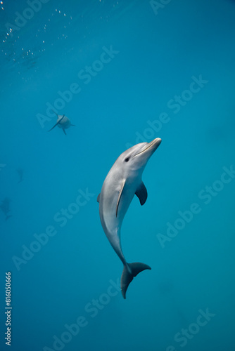 Common bottlenose dolphin tursiops truncatus underwater