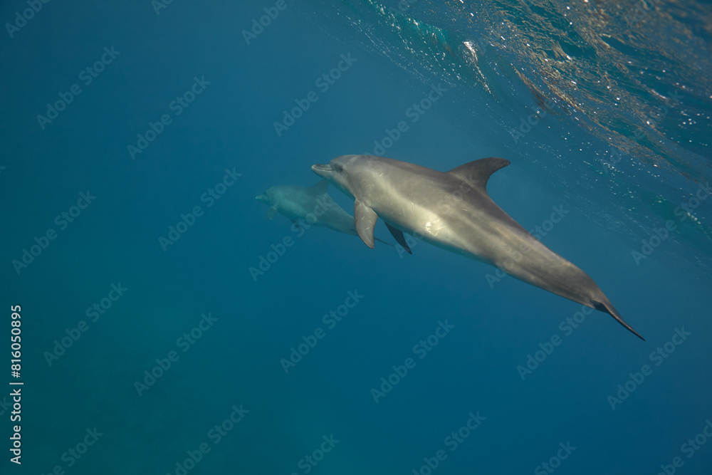 Fototapeta premium Common bottlenose dolphin tursiops truncatus underwater