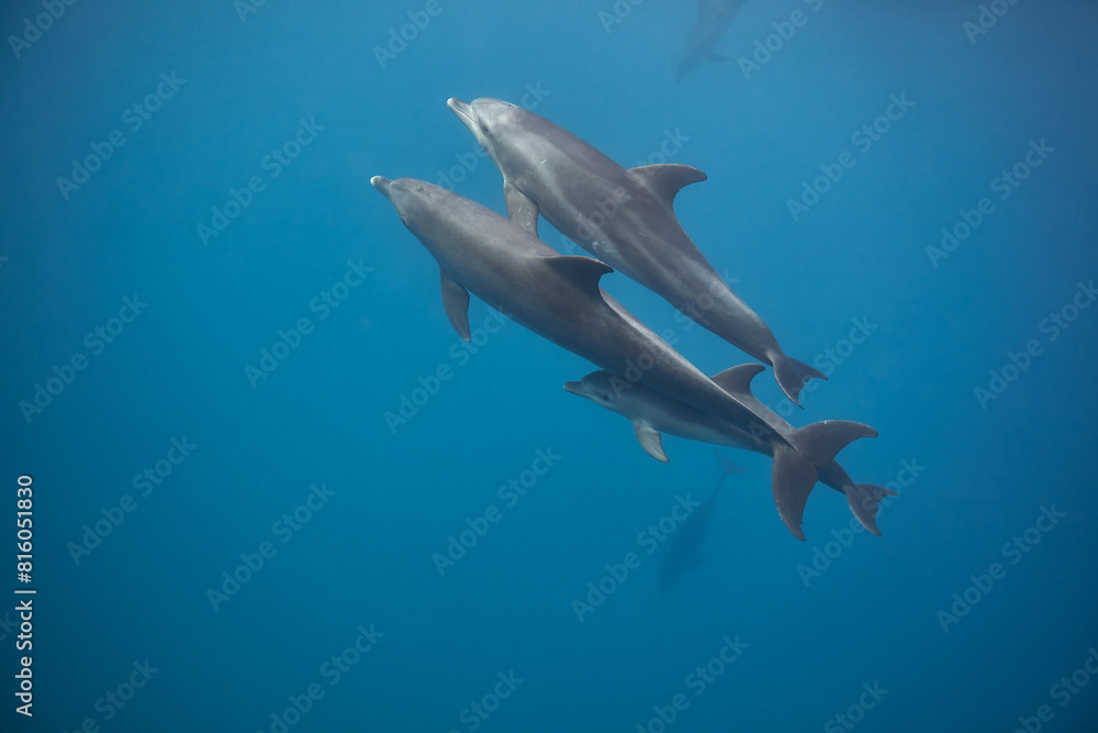 Fototapeta premium Common bottlenose dolphin tursiops truncatus underwater
