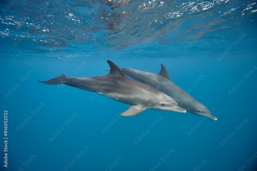 Fototapeta premium Common bottlenose dolphin tursiops truncatus underwater