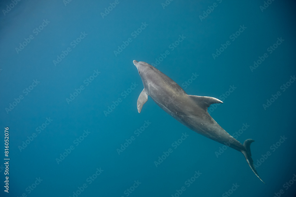Fototapeta premium Common bottlenose dolphin tursiops truncatus underwater