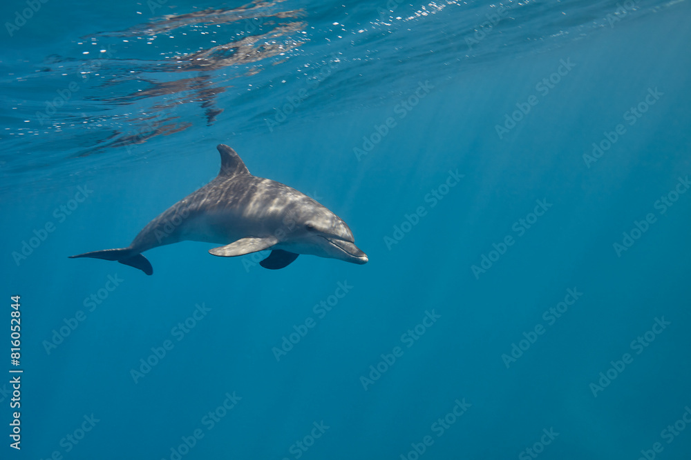 Fototapeta premium Common bottlenose dolphin tursiops truncatus underwater