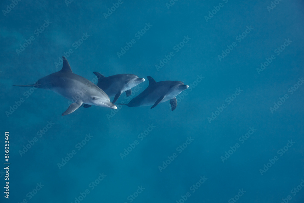 Naklejka premium Common bottlenose dolphin tursiops truncatus underwater
