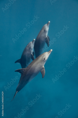 Common bottlenose dolphin tursiops truncatus underwater