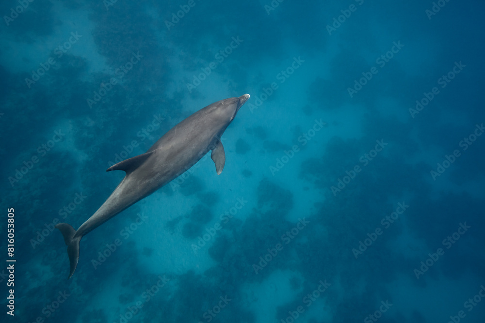 Fototapeta premium Common bottlenose dolphin tursiops truncatus underwater