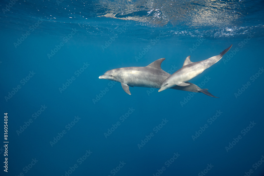 Common bottlenose dolphin tursiops truncatus underwater Common bottlenose dolphin tursiops truncatus underwater