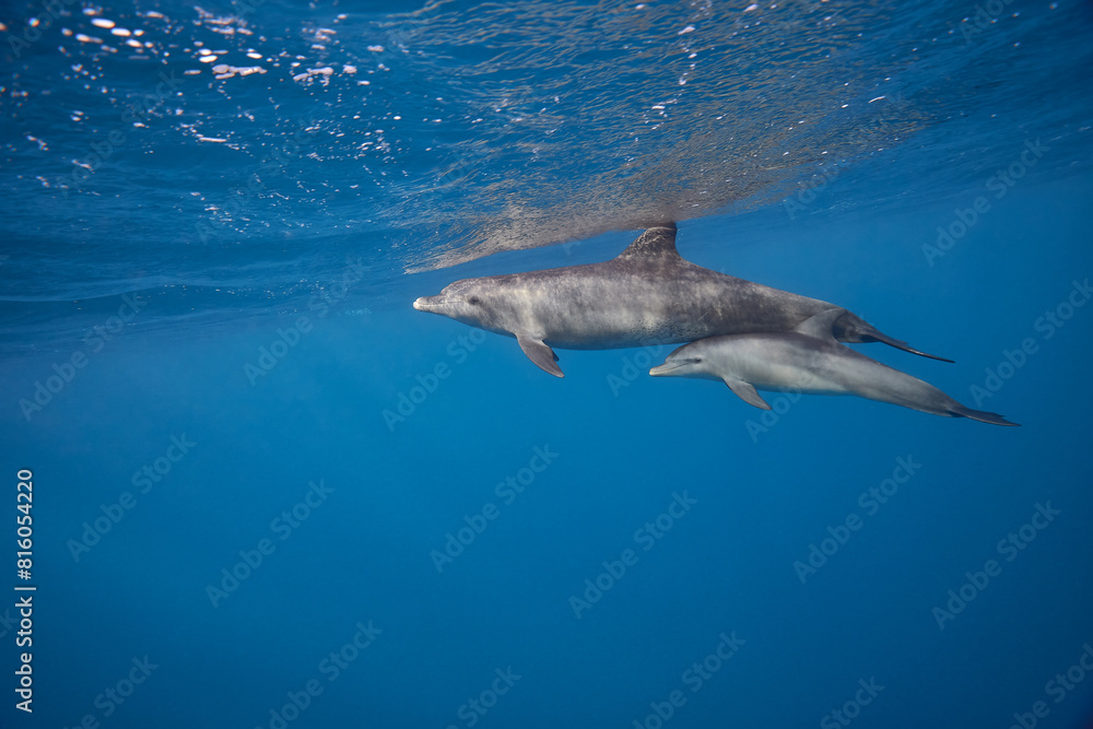 Fototapeta premium Common bottlenose dolphin tursiops truncatus underwater