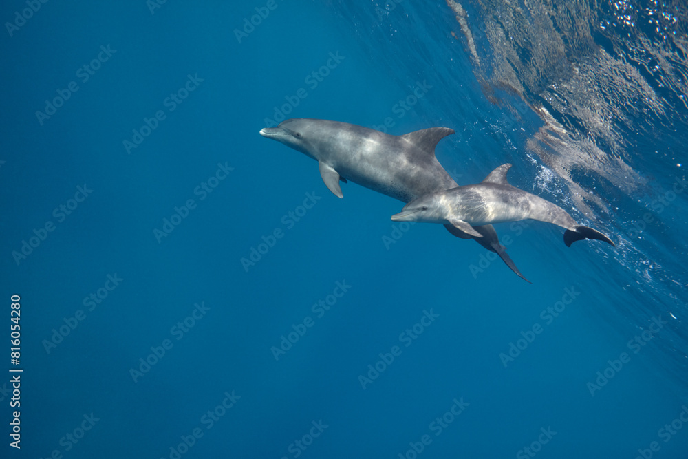 Fototapeta premium Common bottlenose dolphin tursiops truncatus underwater