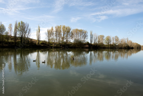 Group of ducks swimming gracefully in a lake with lush greenery in the background.