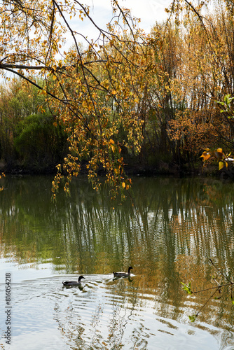 Two ducks are swimming in a river with trees in the background.