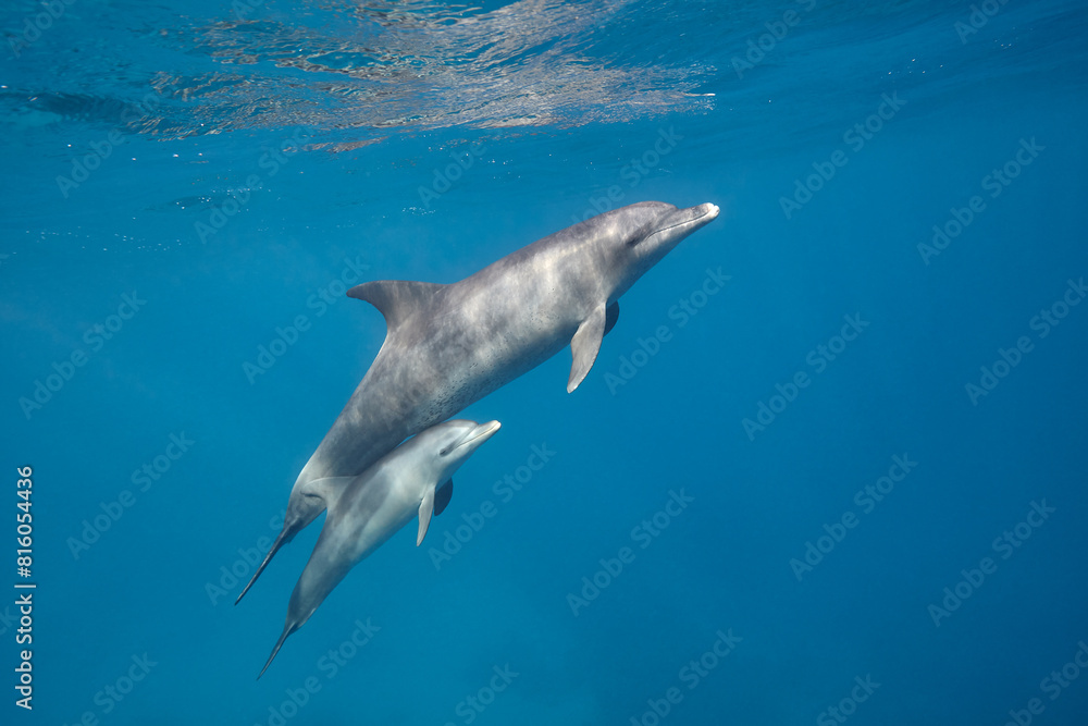 Fototapeta premium Common bottlenose dolphin tursiops truncatus underwater