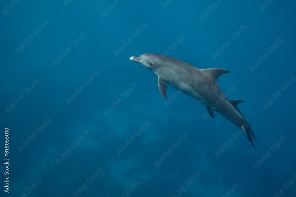 Common bottlenose dolphin tursiops truncatus underwater Common bottlenose dolphin tursiops truncatus underwater