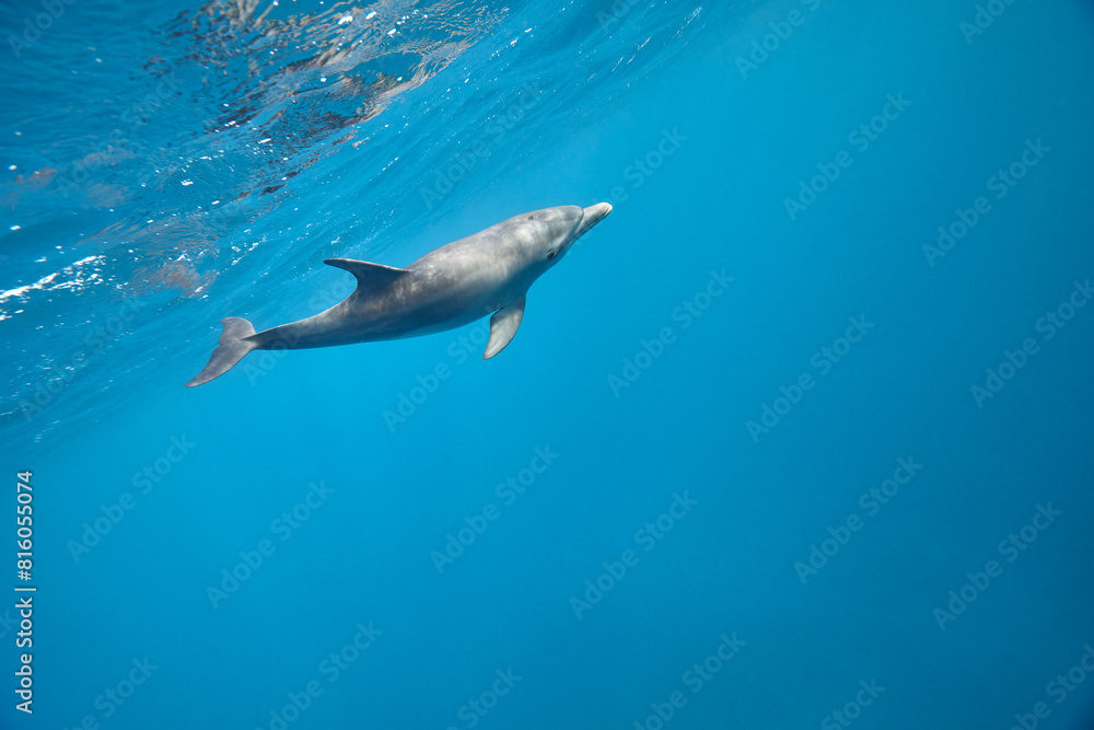 Fototapeta premium Common bottlenose dolphin tursiops truncatus underwater