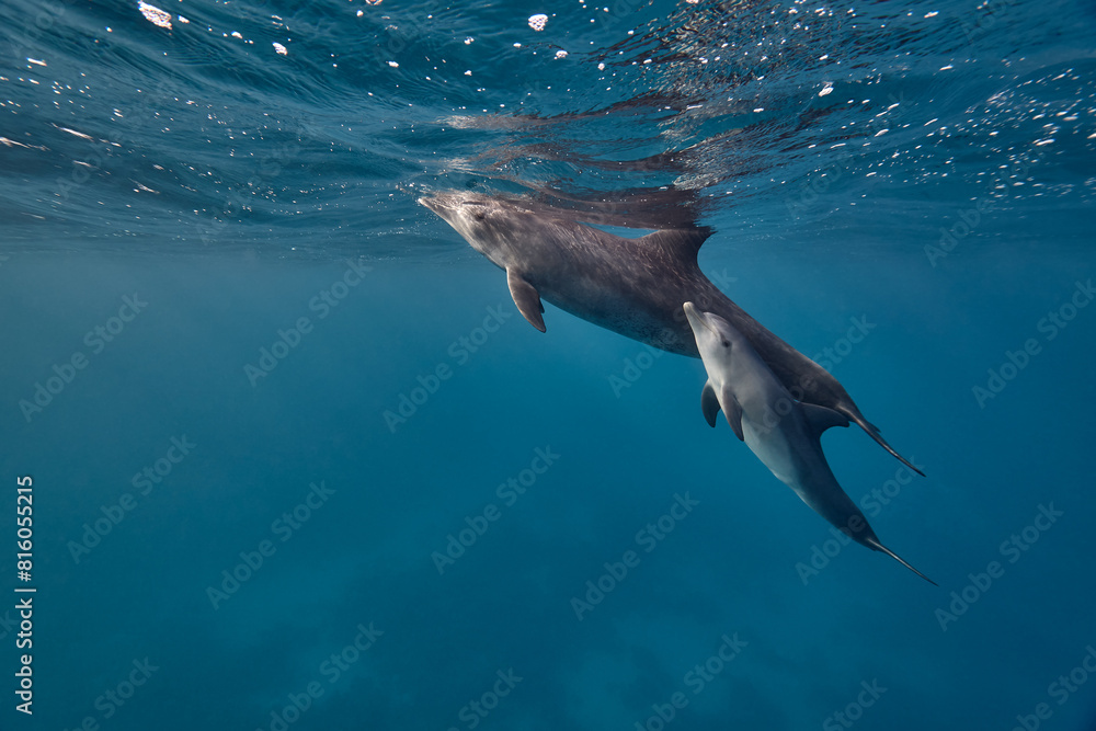 Naklejka premium Common bottlenose dolphin tursiops truncatus underwater