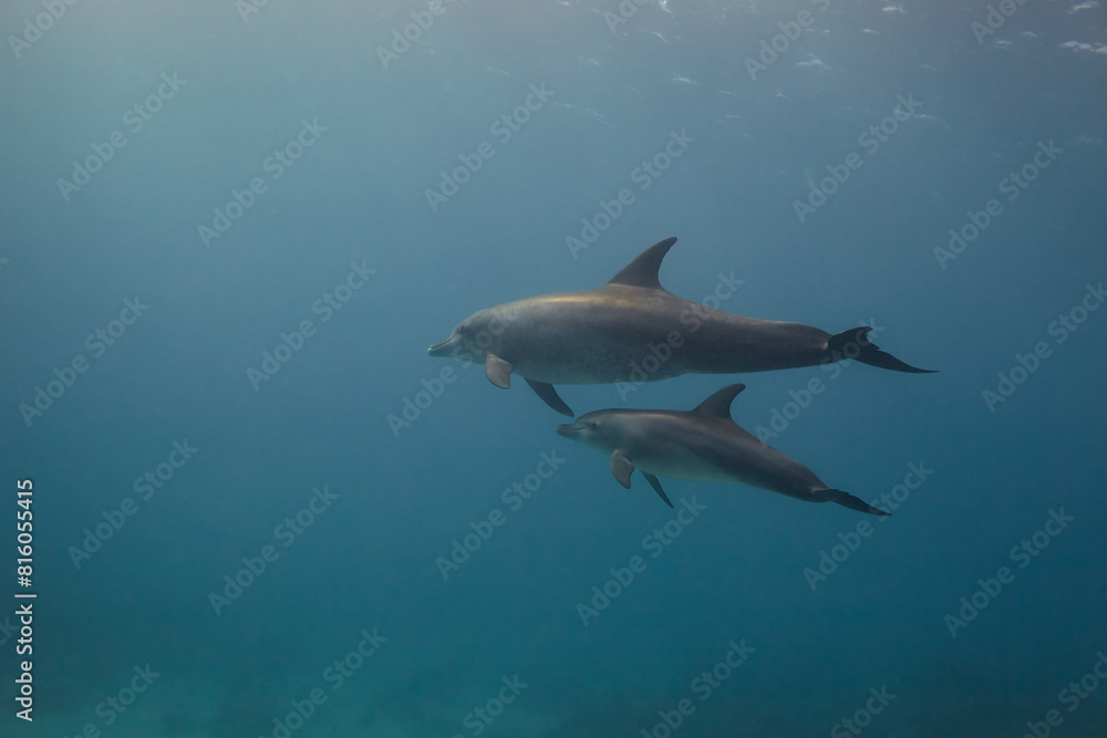 Common bottlenose dolphin tursiops truncatus underwater Common bottlenose dolphin tursiops truncatus underwater