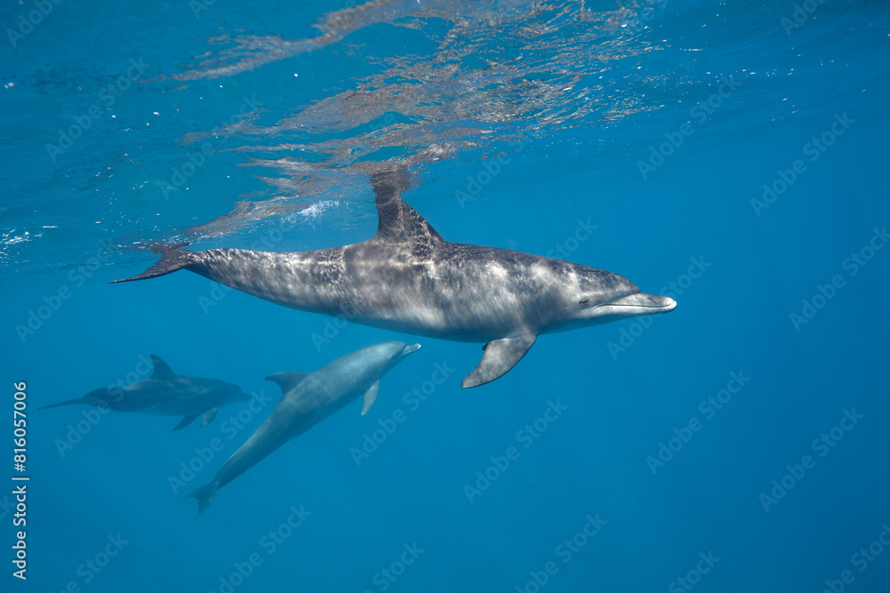 Fototapeta premium Common bottlenose dolphin tursiops truncatus underwater