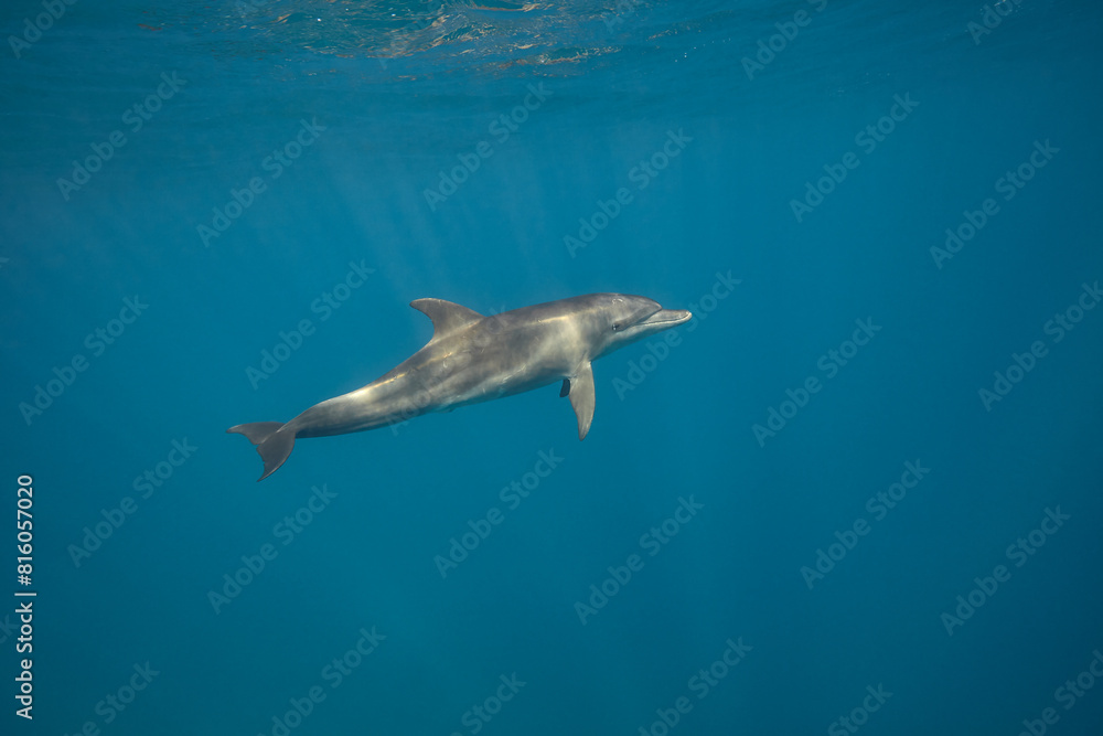 Fototapeta premium Common bottlenose dolphin tursiops truncatus underwater
