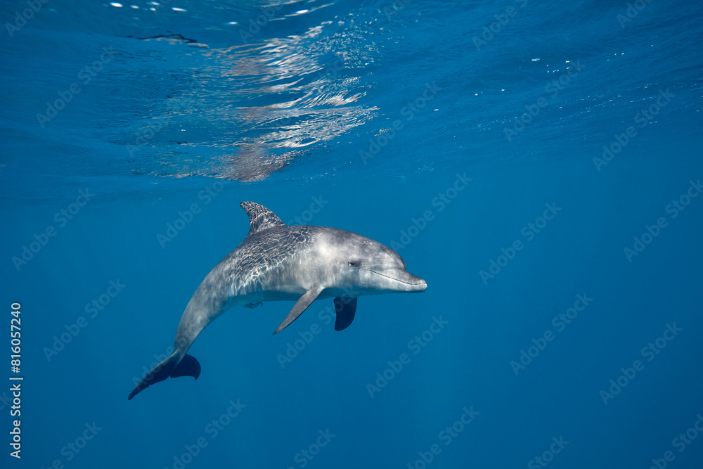 Naklejka premium Common bottlenose dolphin tursiops truncatus underwater