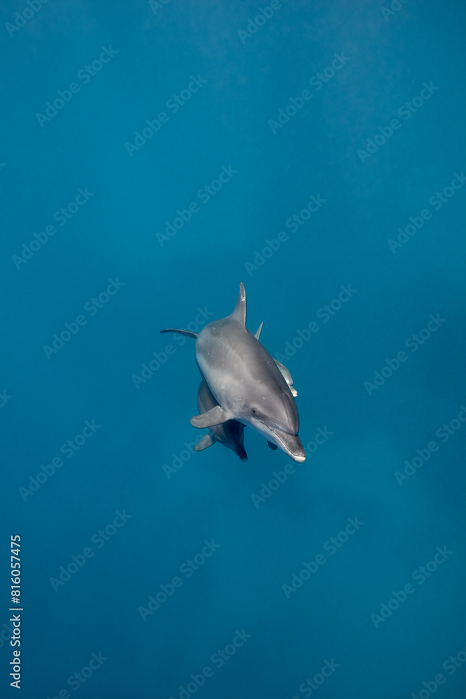 Fototapeta premium Common bottlenose dolphin tursiops truncatus underwater