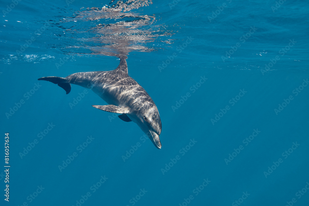 Fototapeta premium Common bottlenose dolphin tursiops truncatus underwater