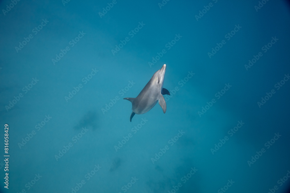 Common bottlenose dolphin tursiops truncatus underwater Common bottlenose dolphin tursiops truncatus underwater