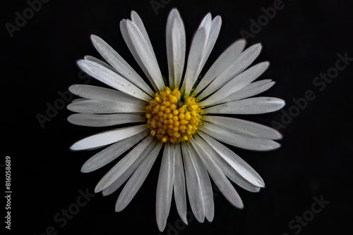 Close-Up of White Daisy with Dew Drops Against Dark Background
