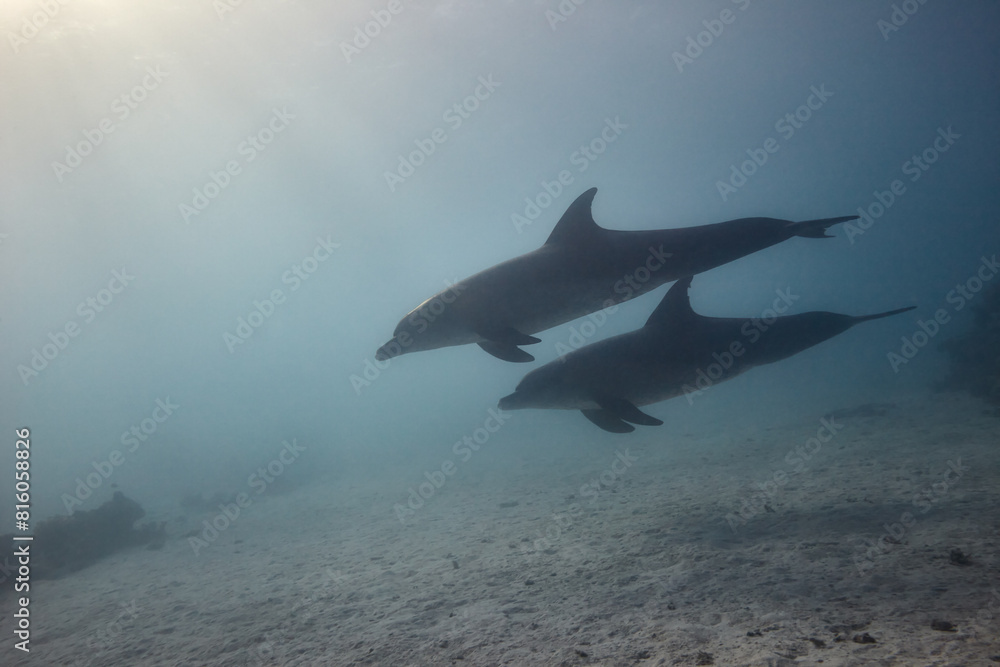 Fototapeta premium Common bottlenose dolphin tursiops truncatus underwater