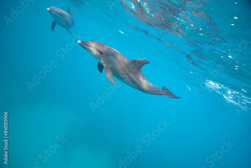 Common bottlenose dolphin tursiops truncatus underwater