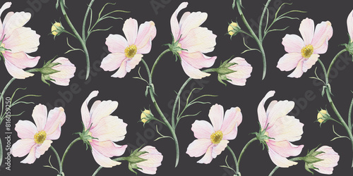 Print of pink and white Cosmea flowers. Cosmos bipinnatus. Hand drawn watercolor seamless pattern of Mexican aster. Summer floral background for wedding design, textiles, wrapping paper, scrapbooking