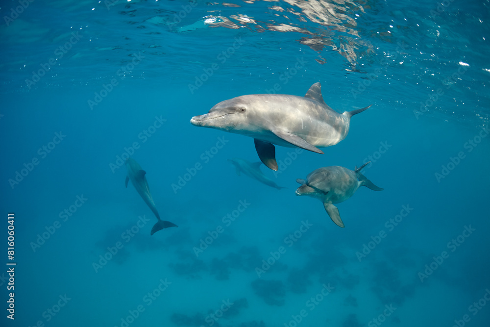 Obraz premium Common bottlenose dolphin tursiops truncatus underwater