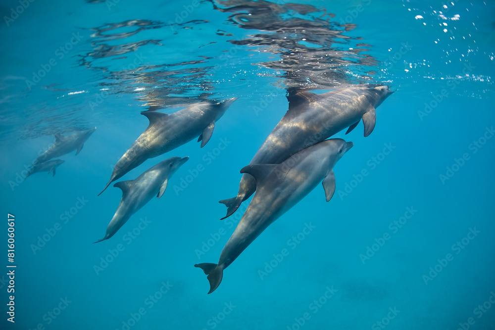 Fototapeta premium Common bottlenose dolphin tursiops truncatus underwater