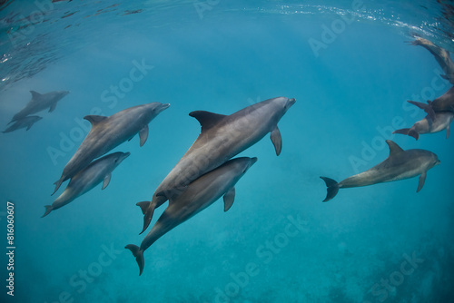 Common bottlenose dolphin tursiops truncatus underwater